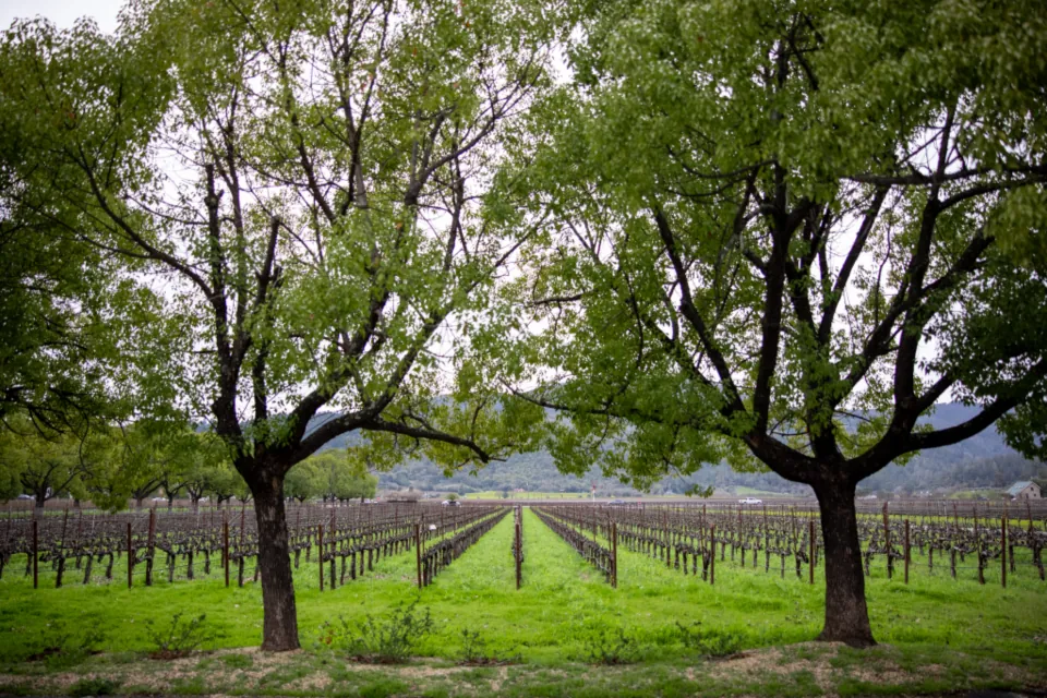 Viñedo de uva palomino en el campo de Jerez